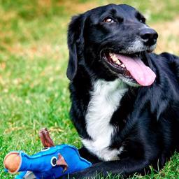 Green & Wilds Dino The Dyno Fish Bamse Til Hunden